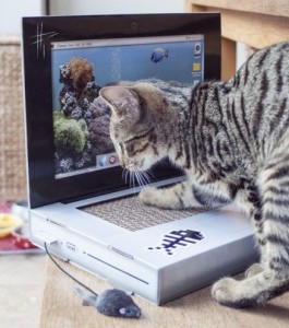 Cumpara un laptop pentru pisica ta